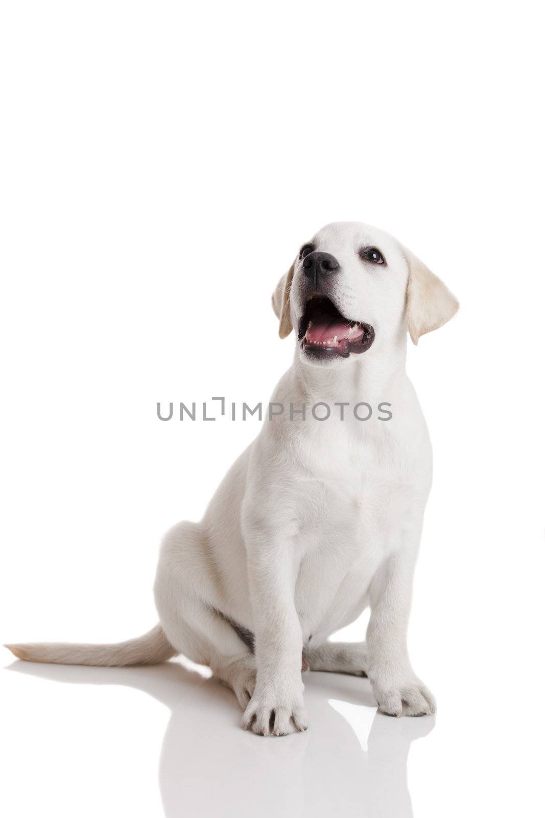 Labrador Retriever puppy by Iko