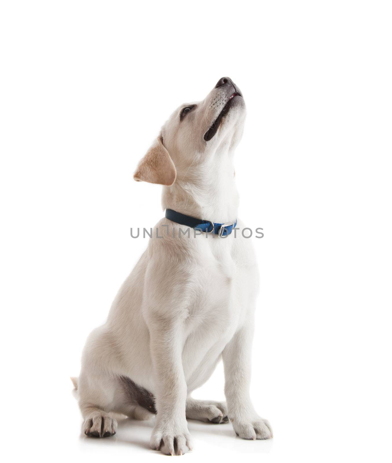 Beautiful labrador retriever cream puppy isolated on white background wearing a blue dog-collar