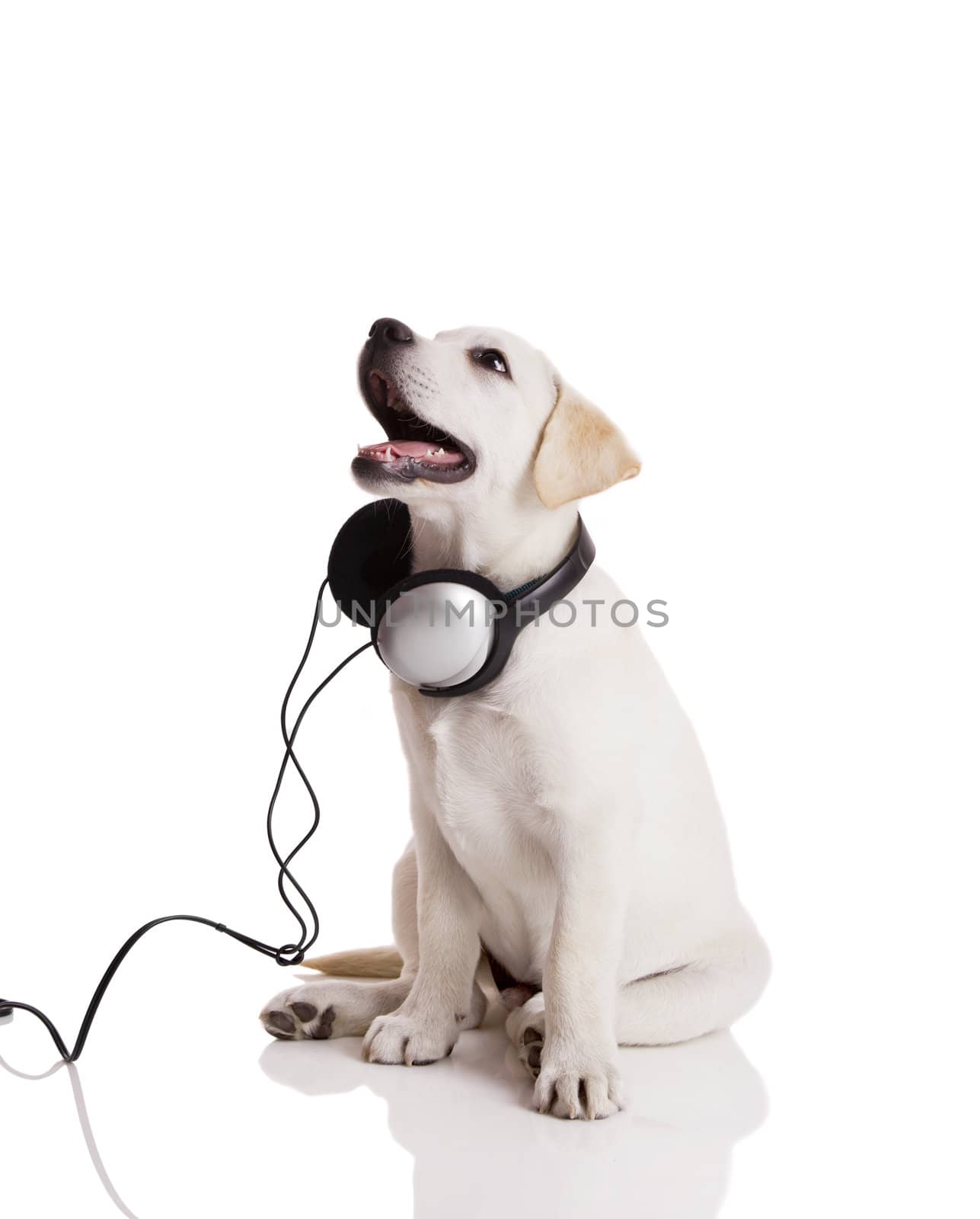 Beautiful labrador retriever with headphones, isolated on white