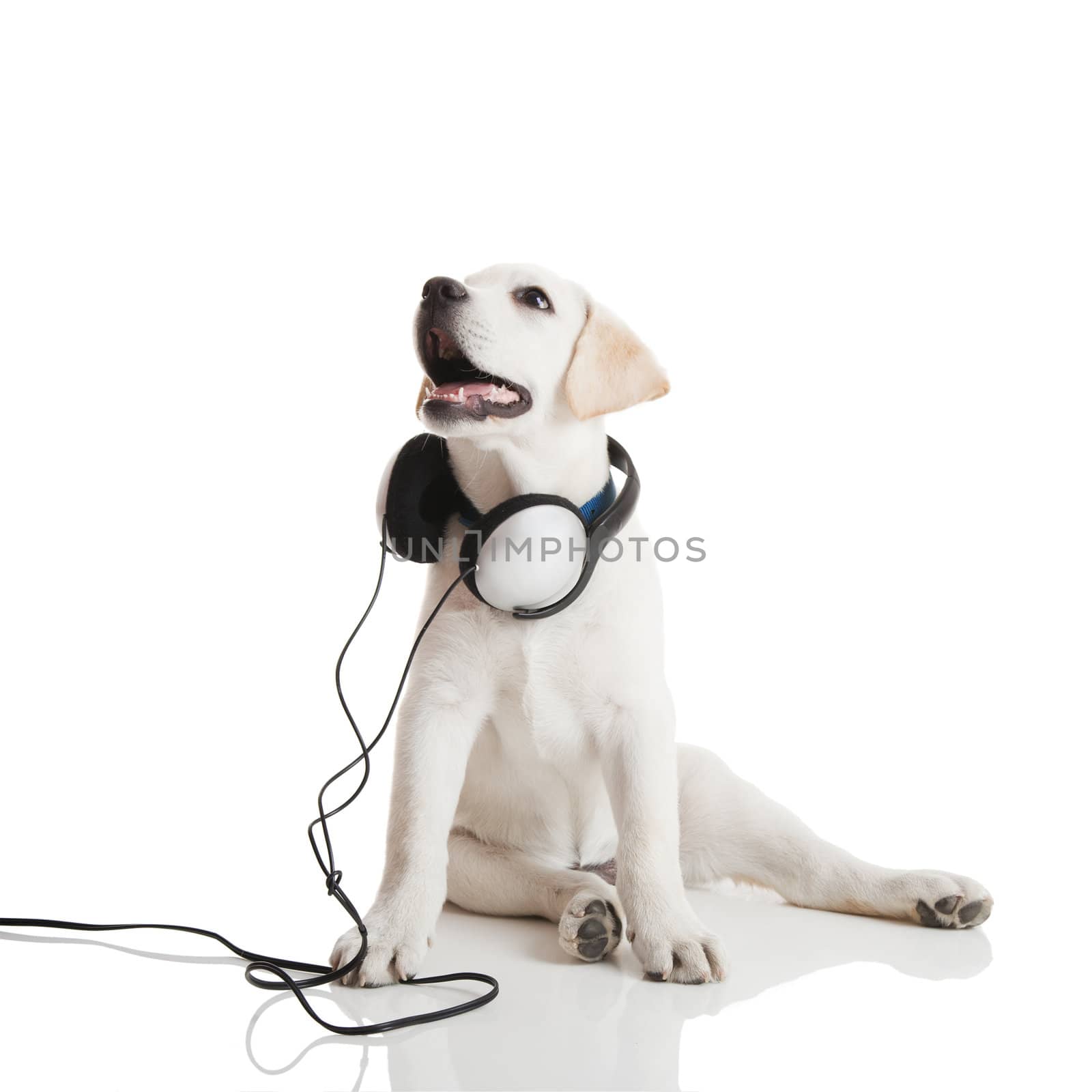 Beautiful labrador retriever with a stethoscope on his neck, isolated on white