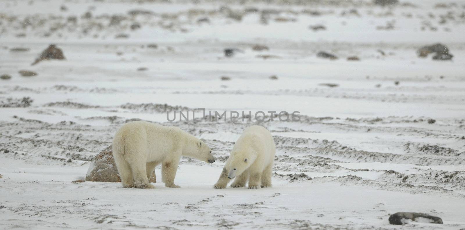 Meeting. Two polar bears have met and sniff each other. Tundra in snow blizzard.