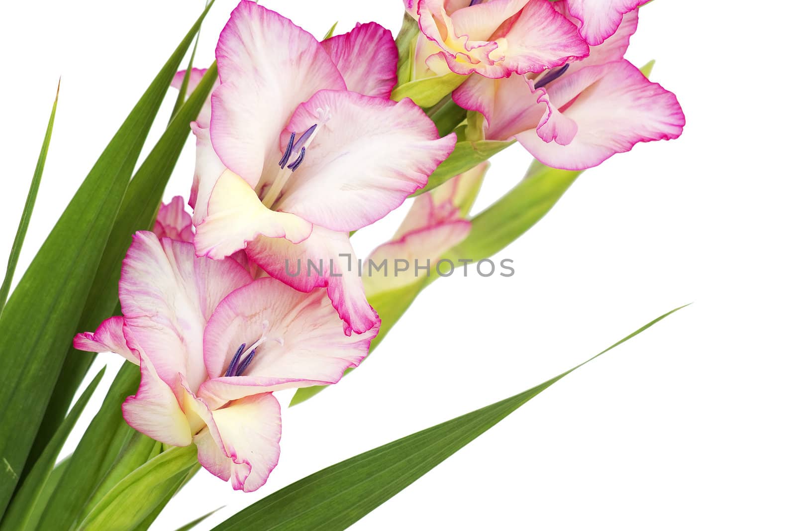 pink gladiolus