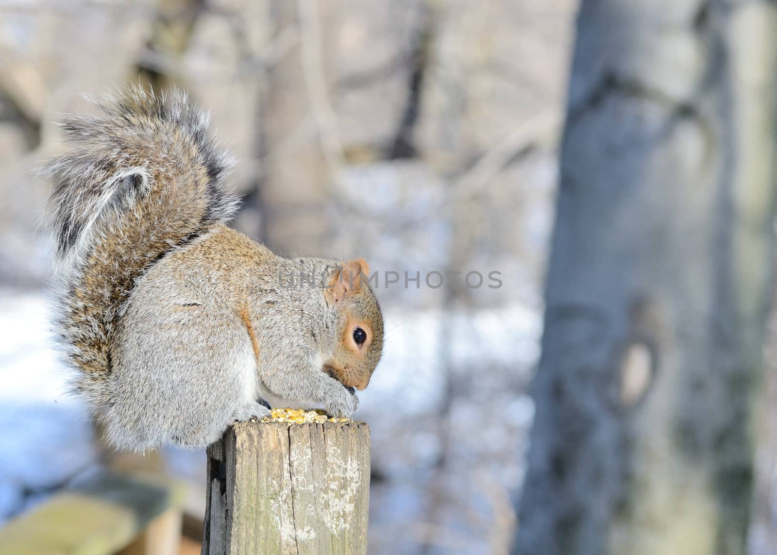 Gray Squirrel by brm1949