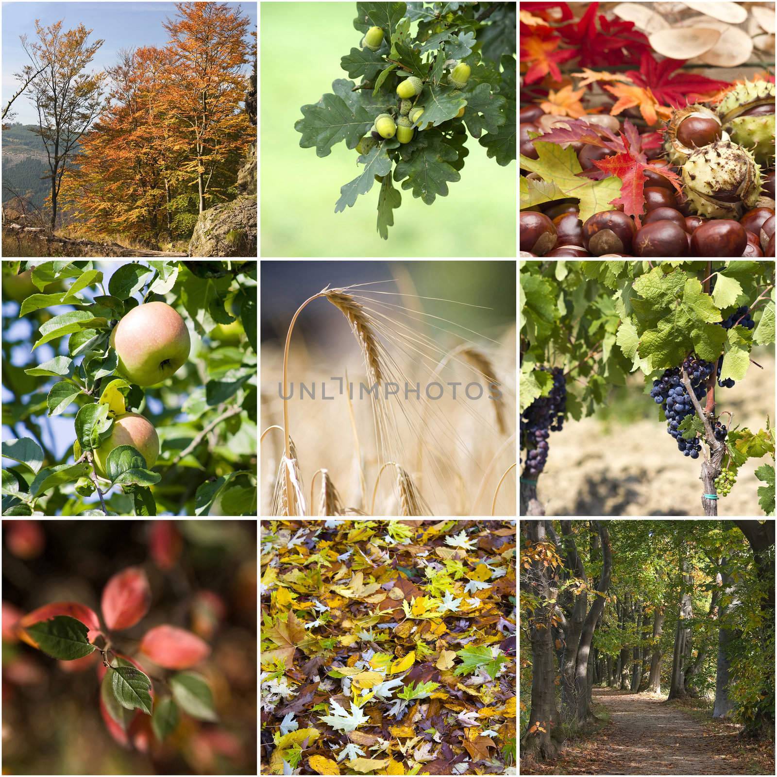 Autumn collage with different autumn pictures 