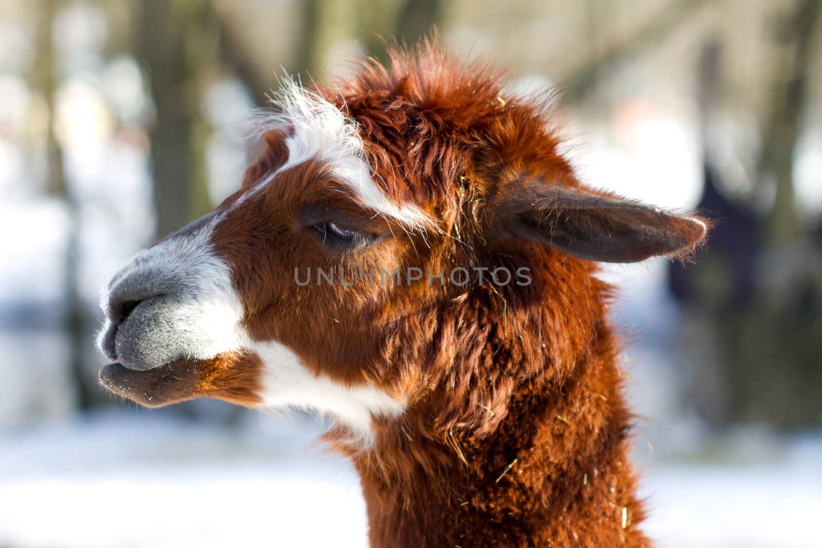 Young Calico Llama Alpaca face Close Up