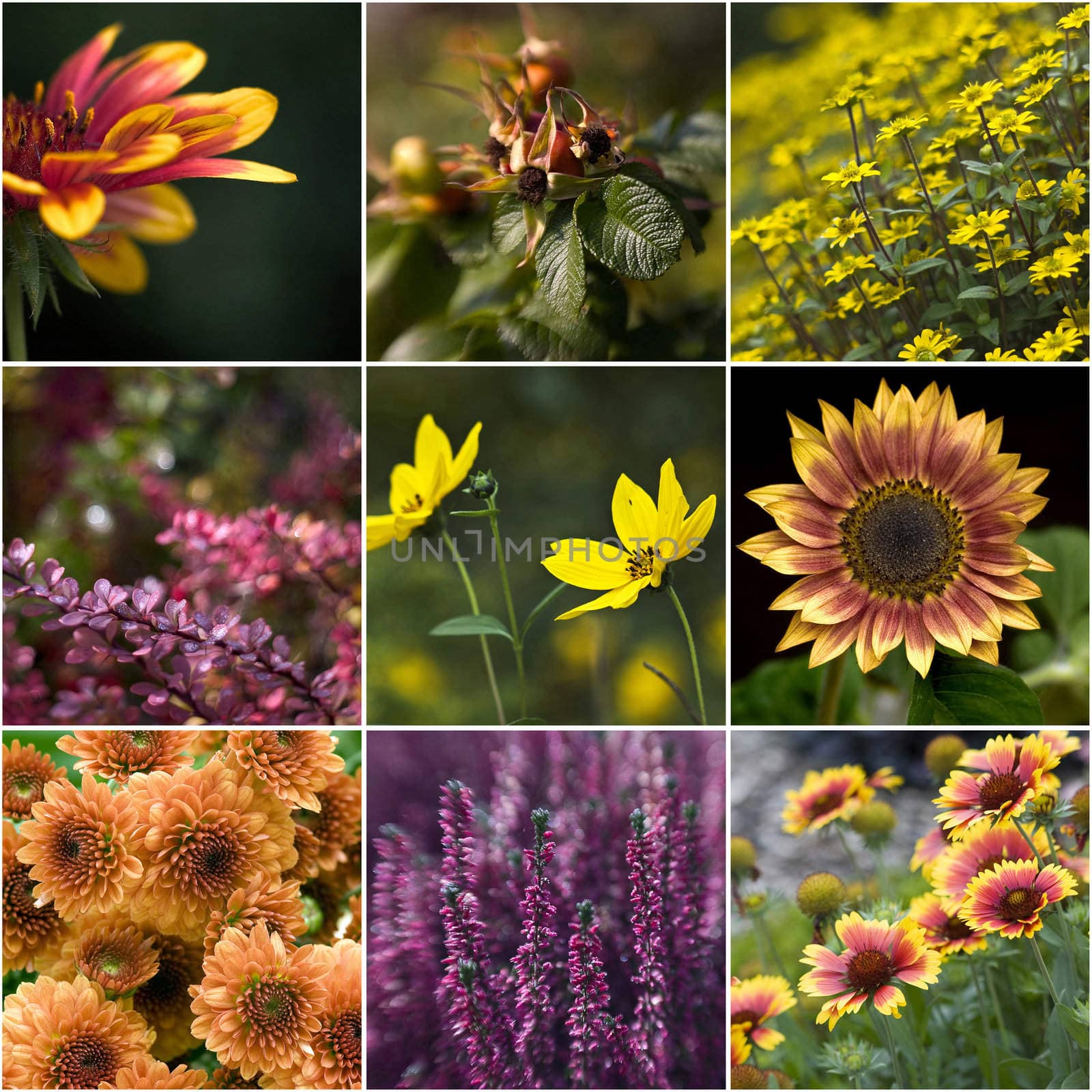 collection of autumnal flowers