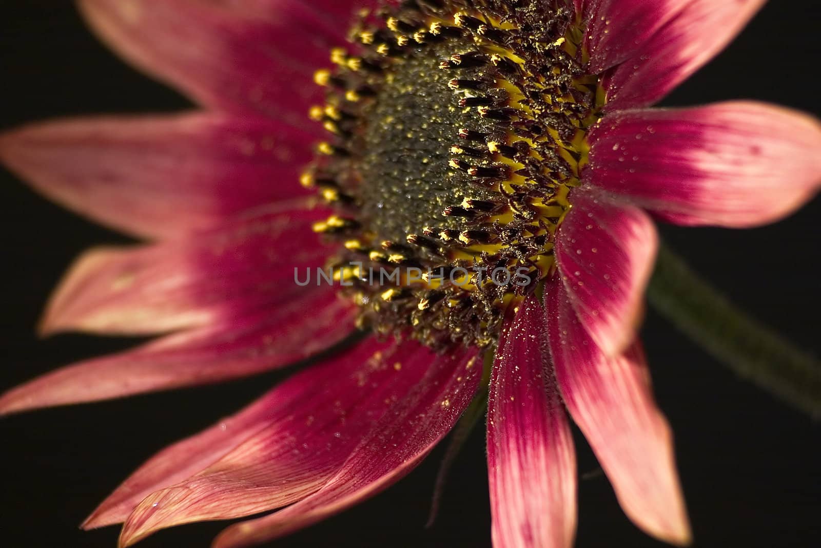 red flower