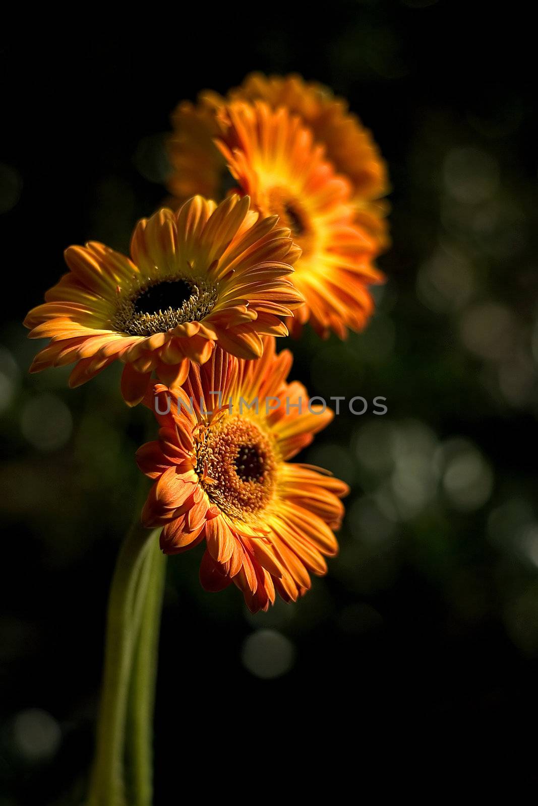 orange gerbera daisies by miradrozdowski