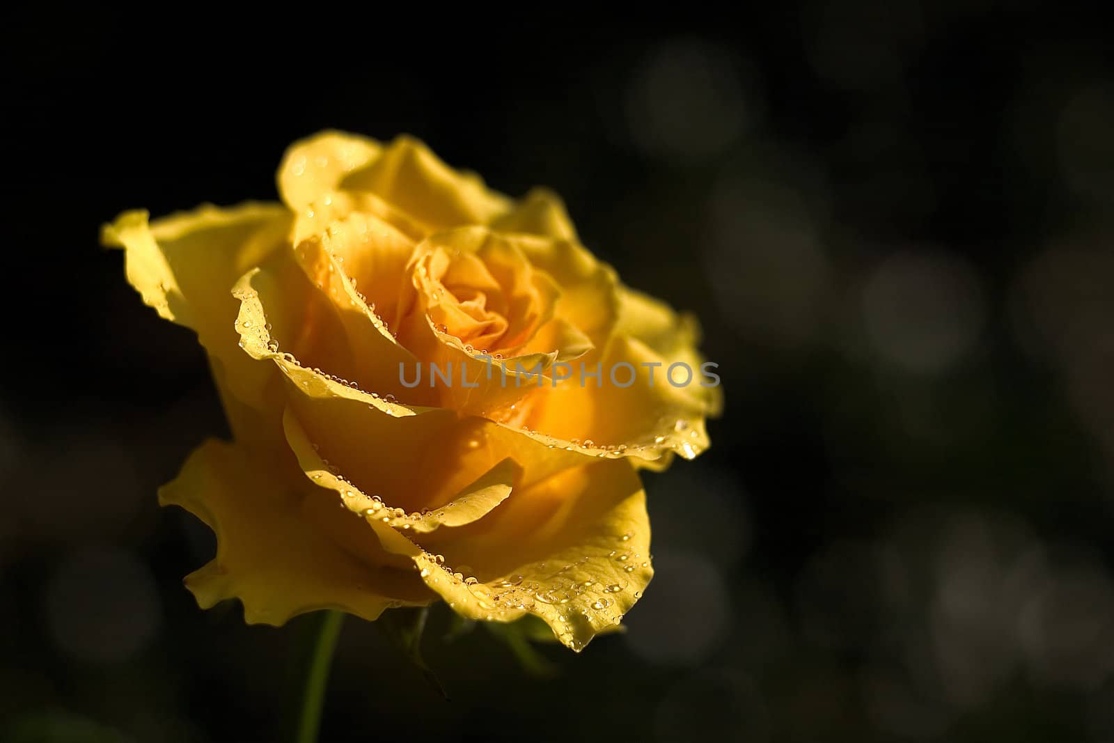 yellow rose