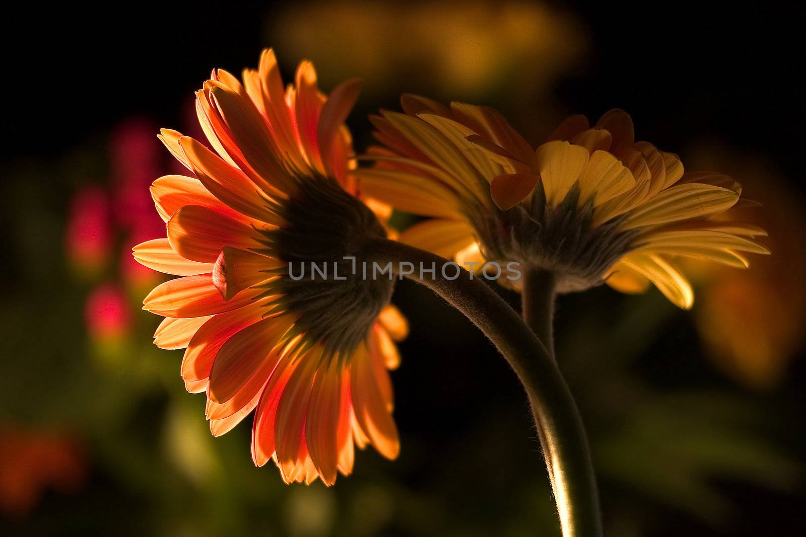 orange gerbera daisies