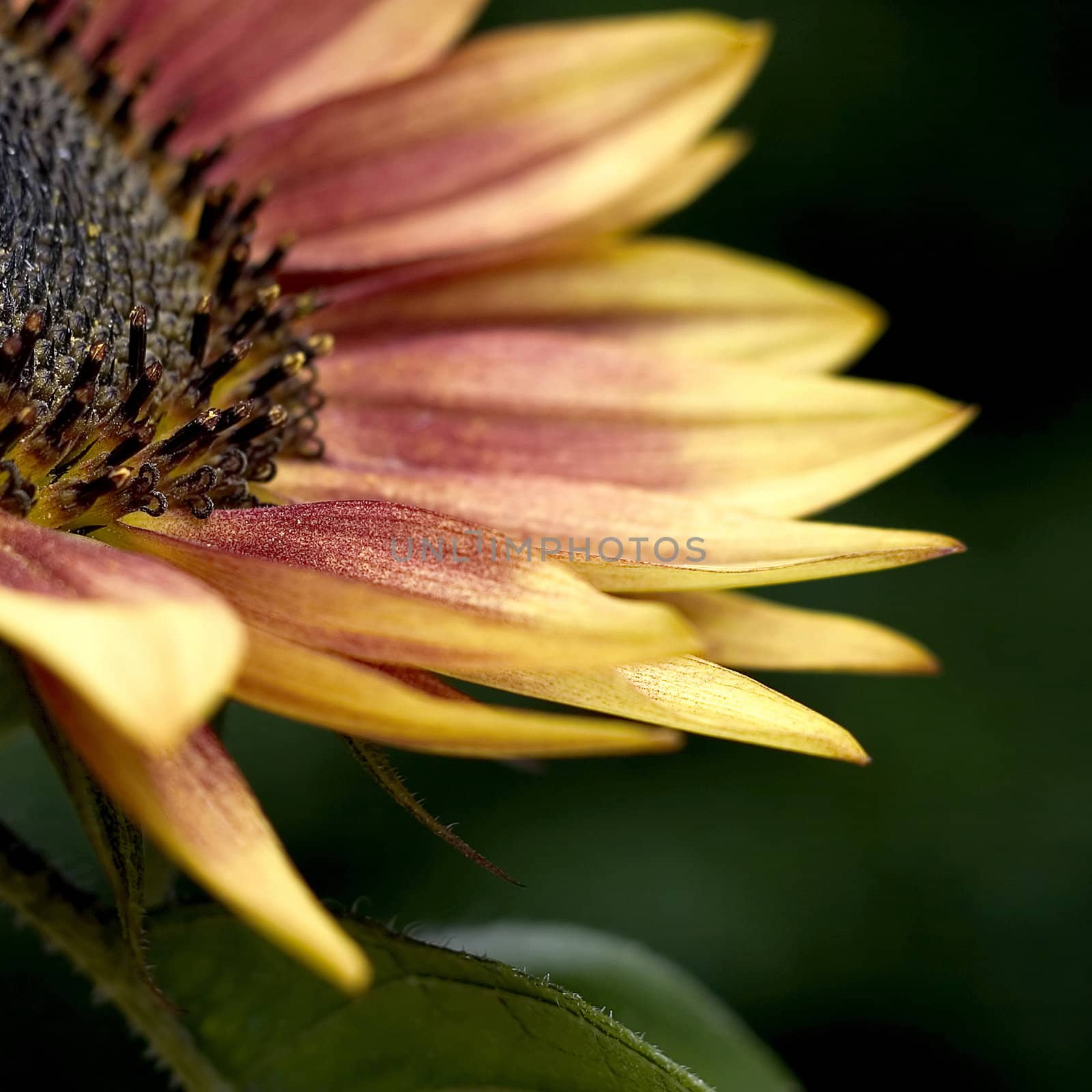 sunflower isolated on black background