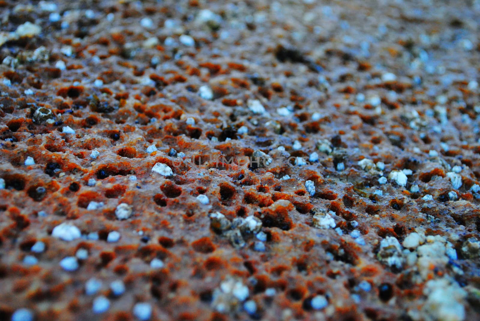 Barnacles in northern Norway.