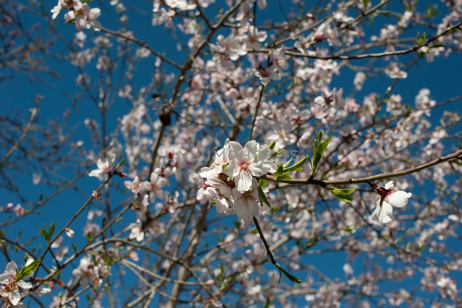 Almond tree flowering in late winter, announcing srping