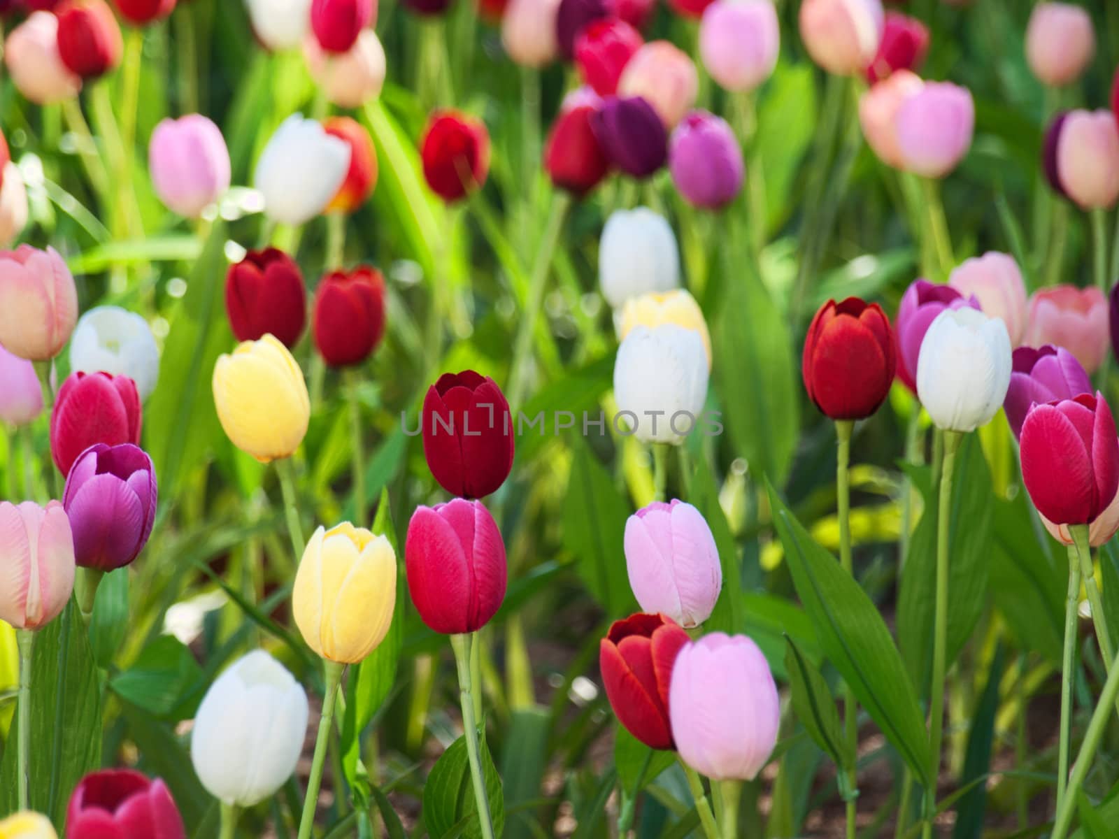 Beautiful field of  multicolored tulips in Netherlands