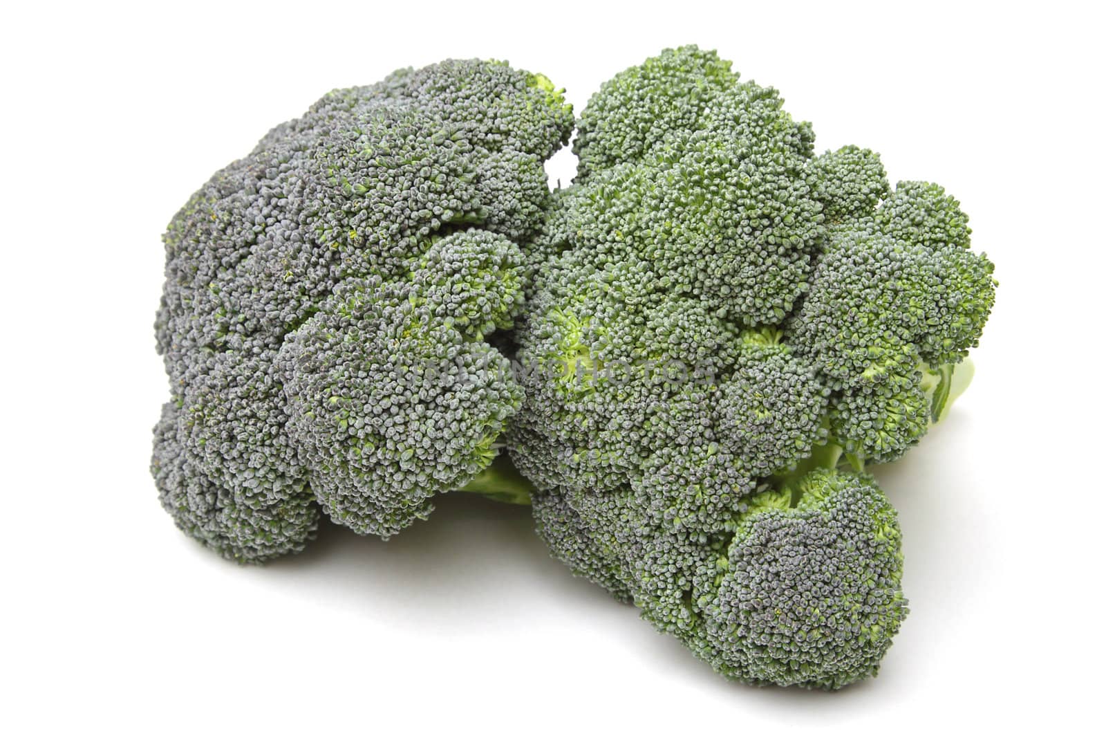 Photo of two broccoli isolated on white background