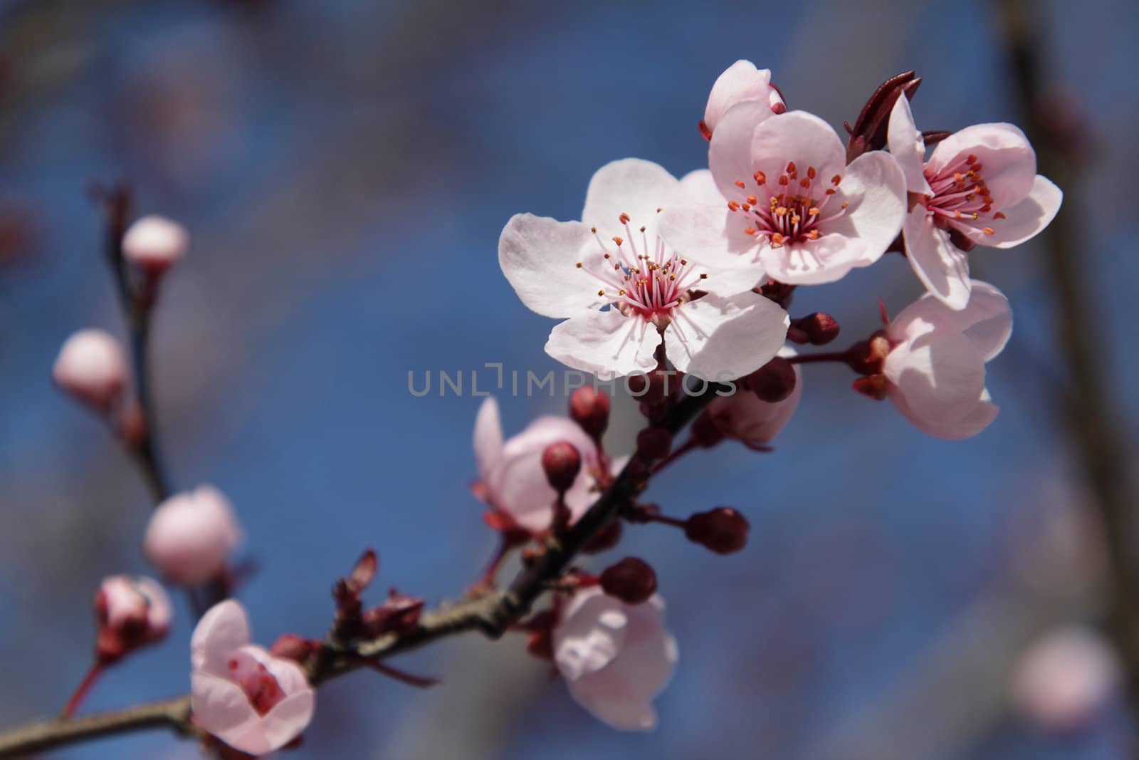 Branch of blooming tree over blue background