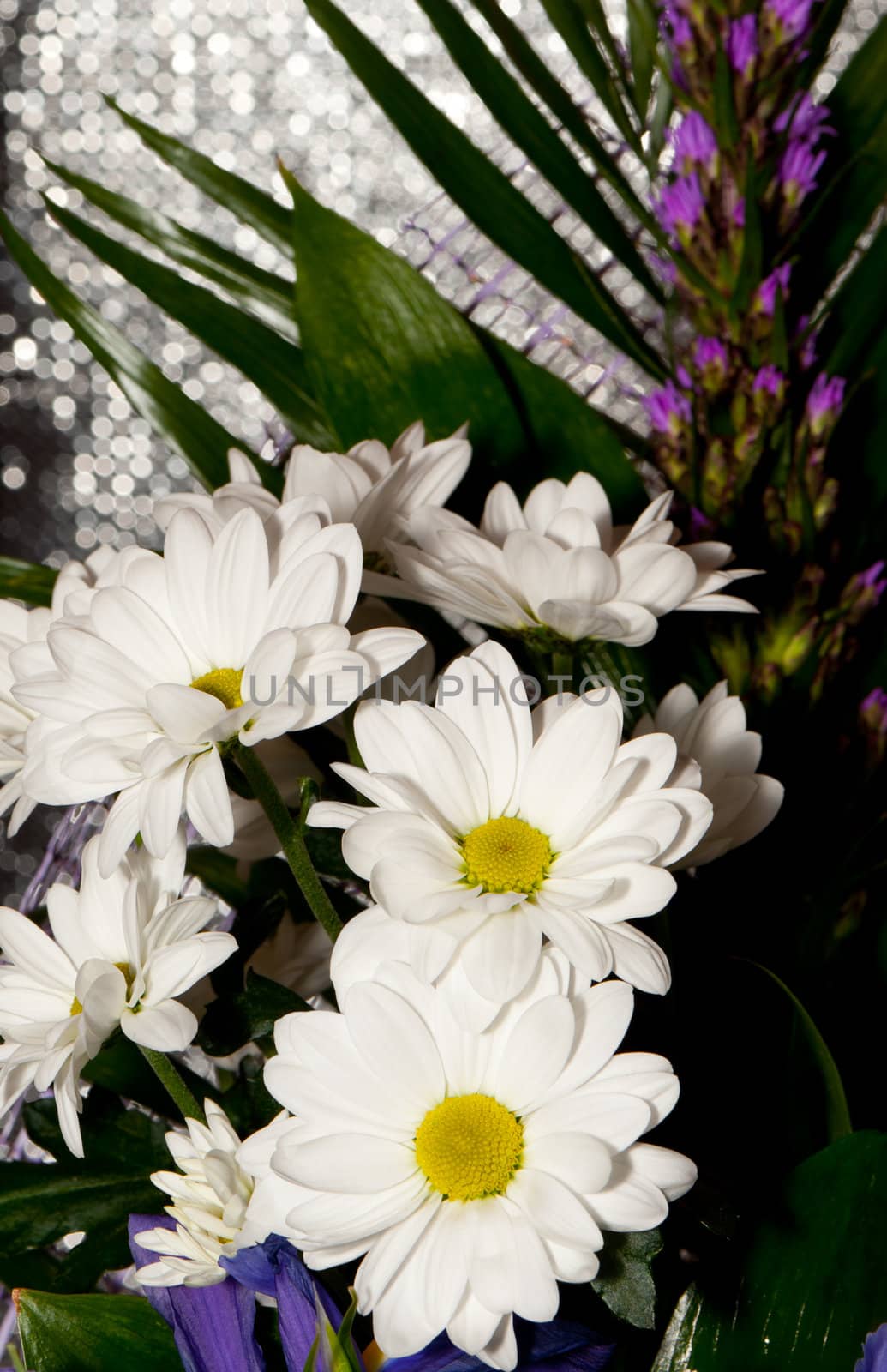 Bouquet of white chrysanthemums. Spring flowers