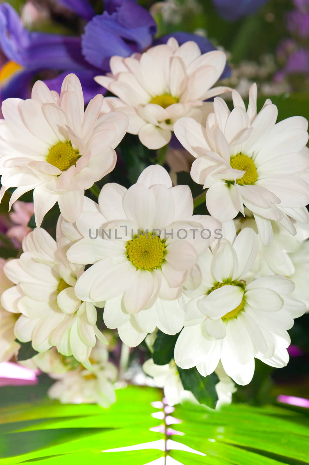 Bouquet of white chrysanthemums. Spring flowers