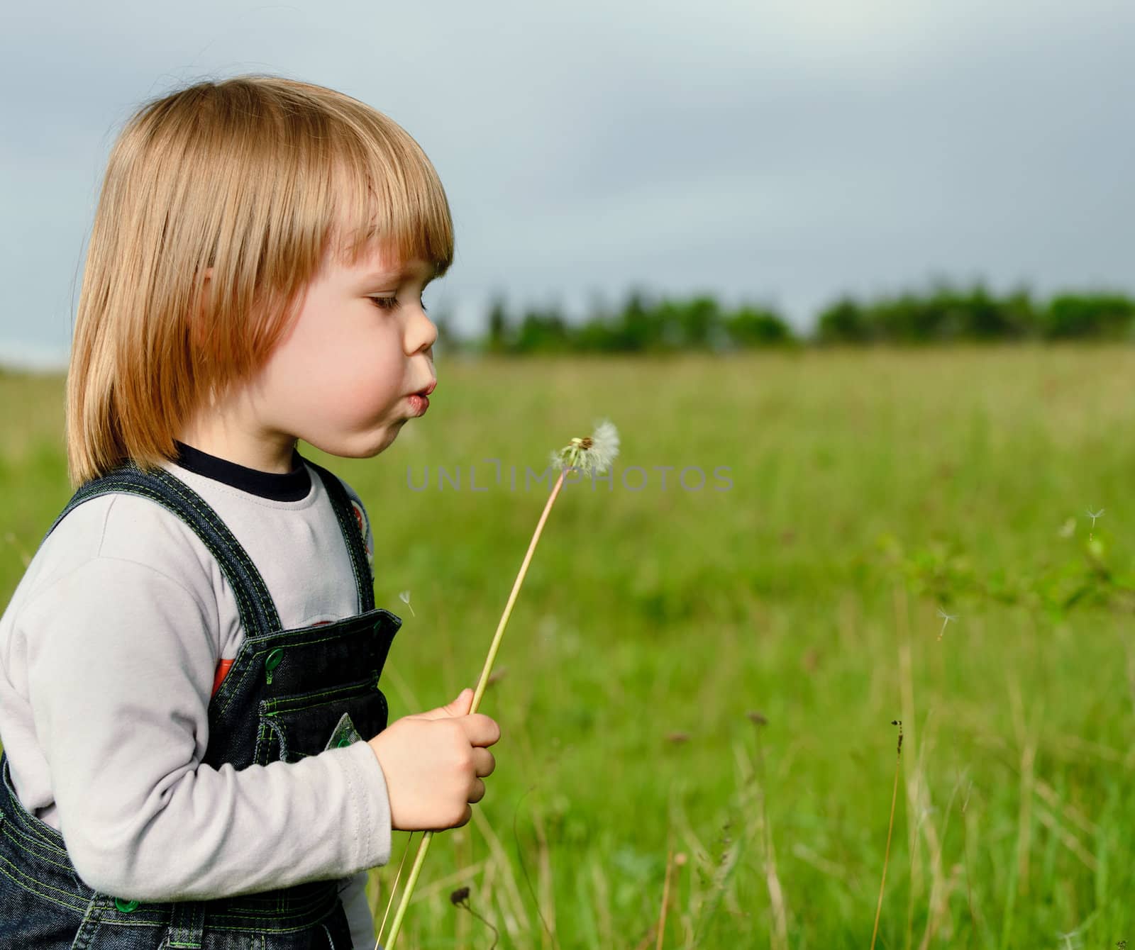 The boy and a dandelion
