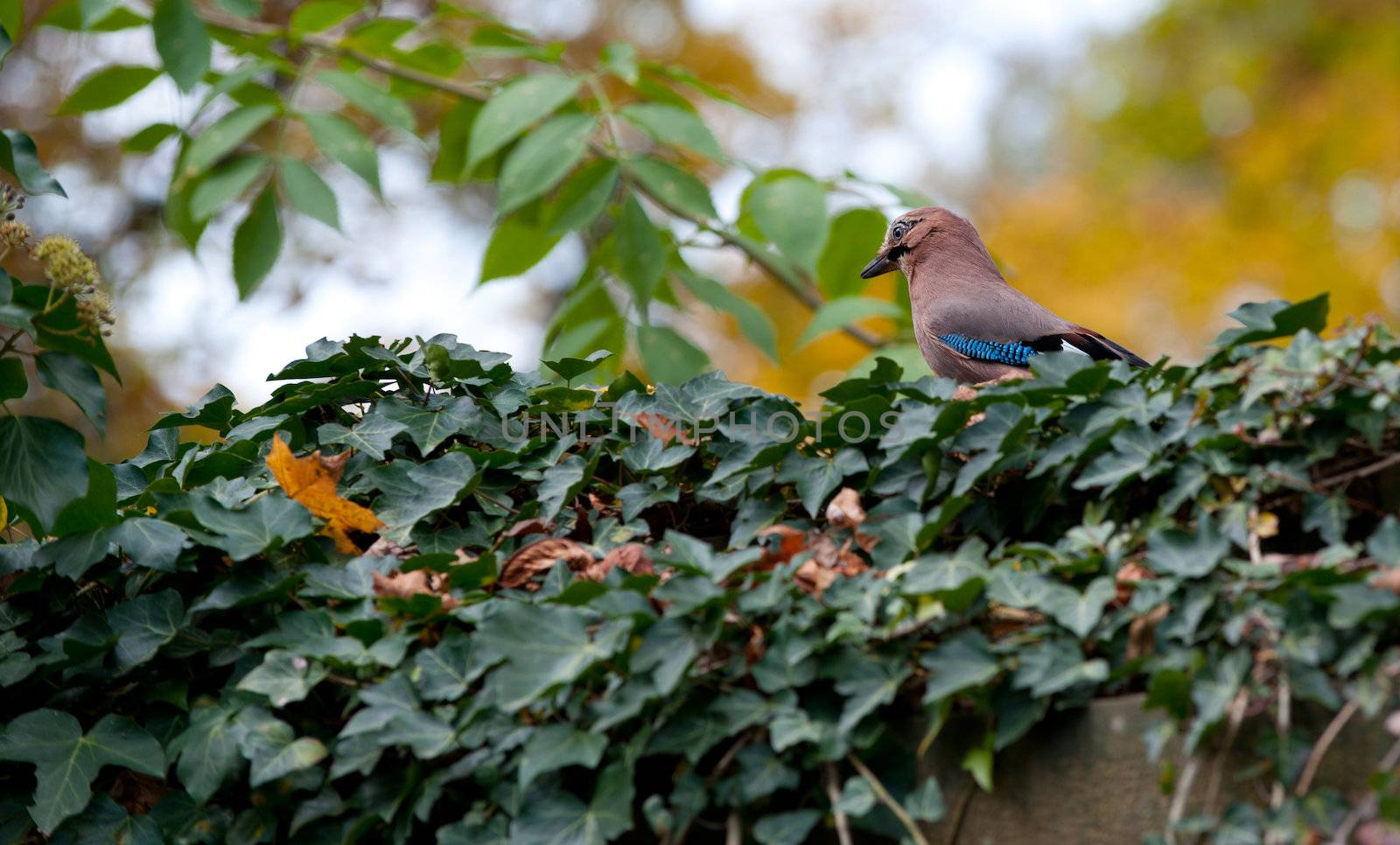 jay on a fence. A bird with bright feathers on a fence.