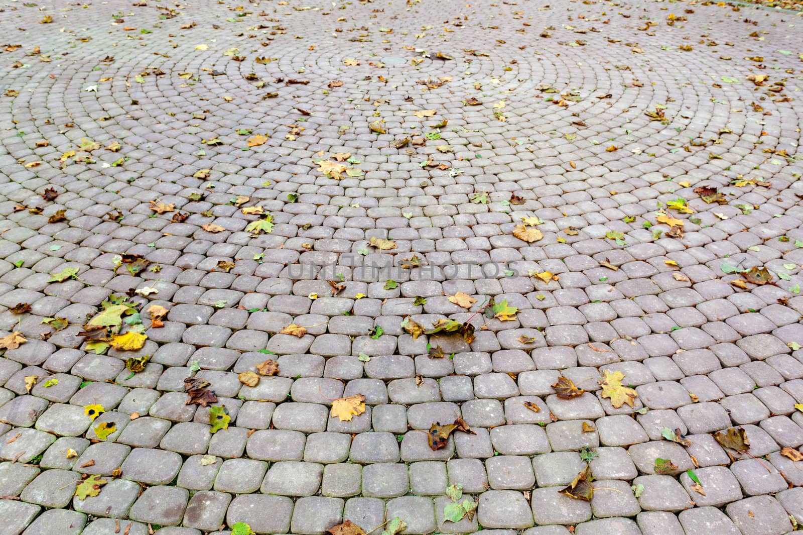 Paved sidewalk with autumn foliage. The Lvov park