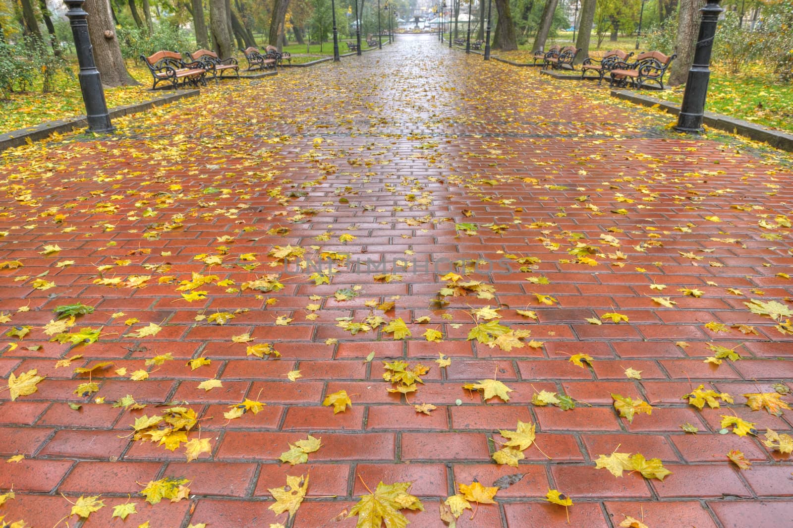 Paved sidewalk with autumn foliage. The Lvov park