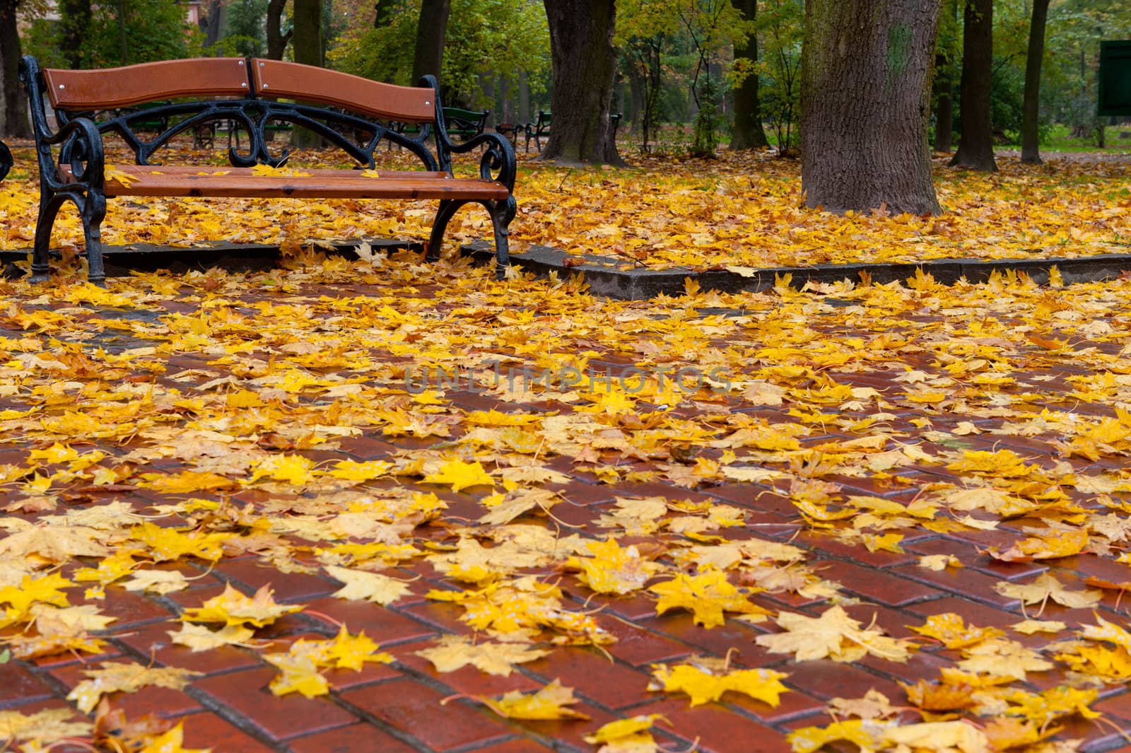 Autumn park. Rainy weather by galdzer