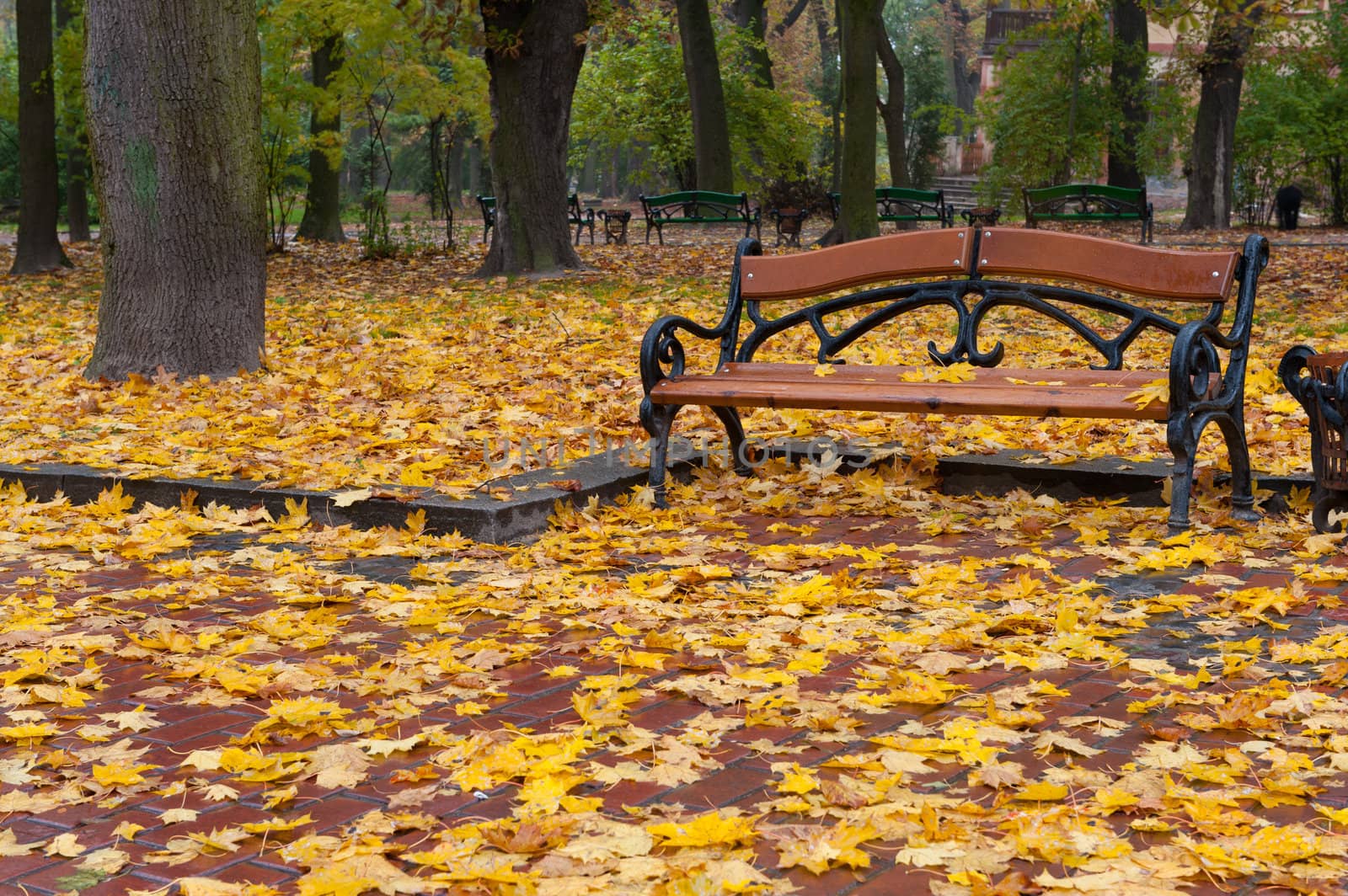 Autumn park. Rainy weather by galdzer