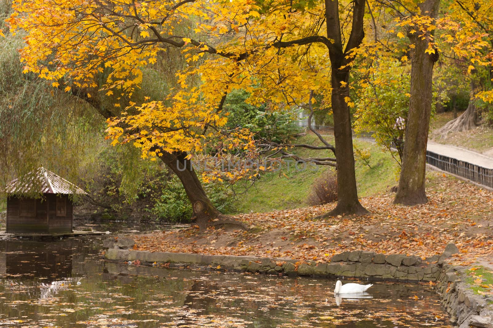 Lake with a swan in autumn park. The Lvov park