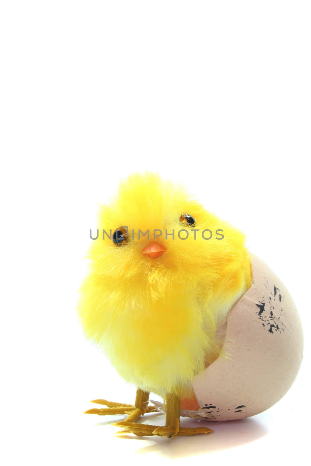 Easter - Chick in Egg in front of white background