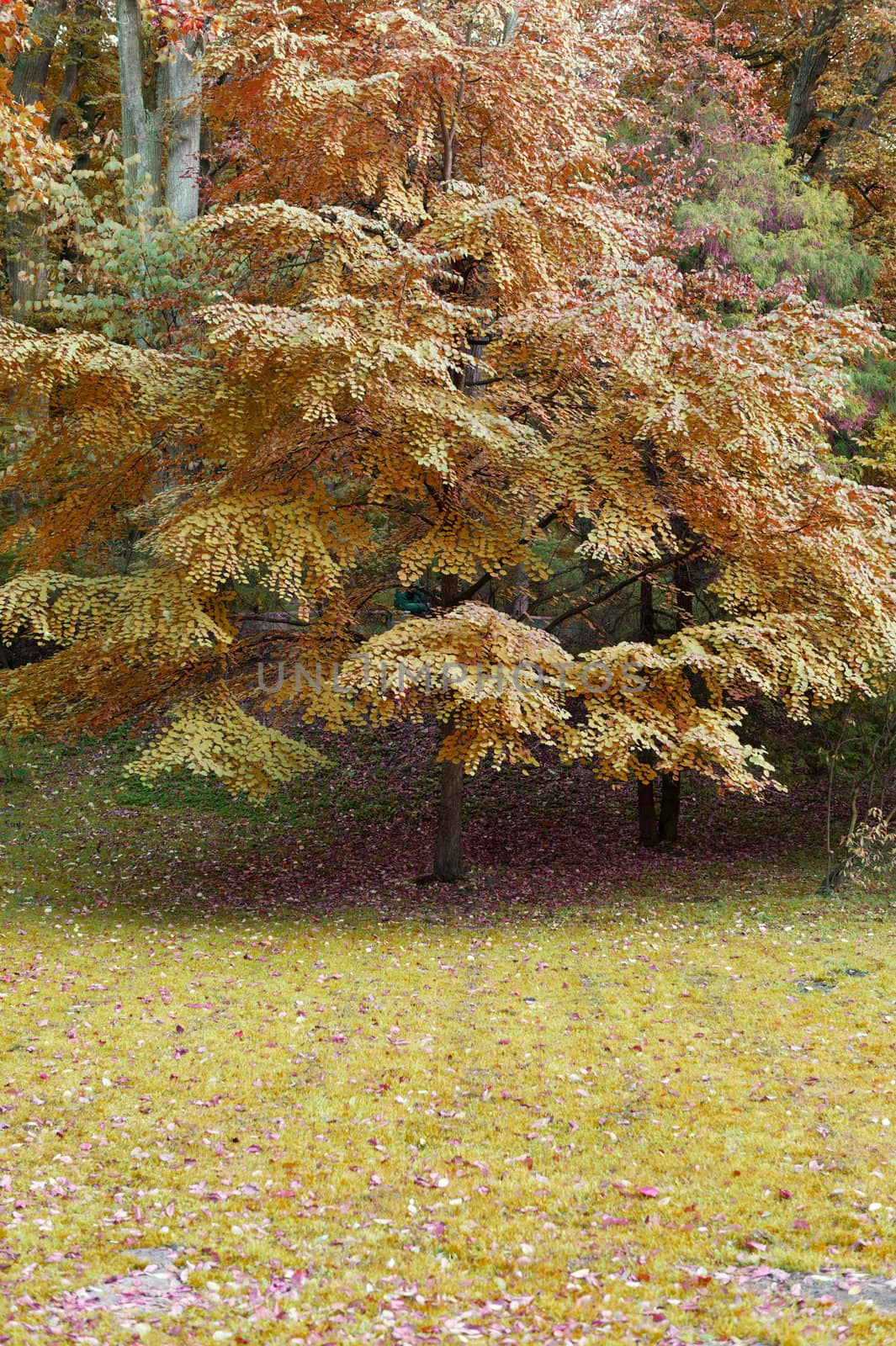 Autumn tree with yellow foliage. The Lvov park