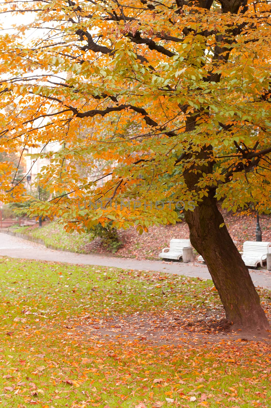 Autumn tree with yellow foliage by galdzer