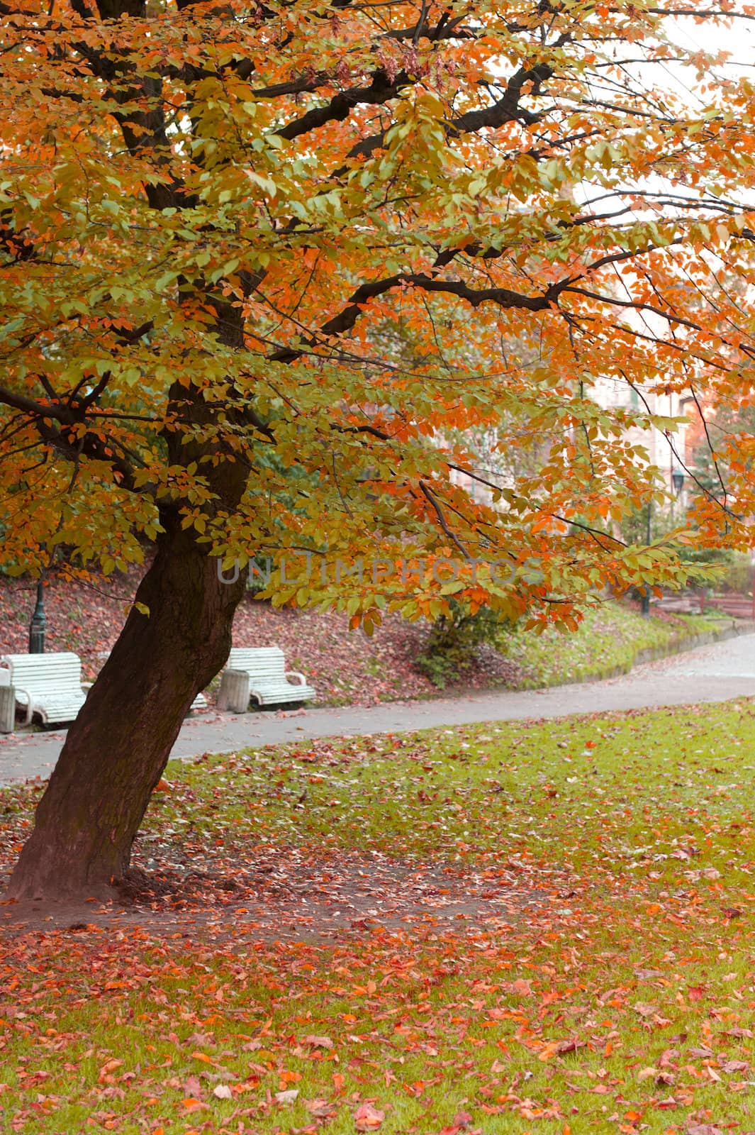 Autumn tree with yellow foliage. The Lvov park