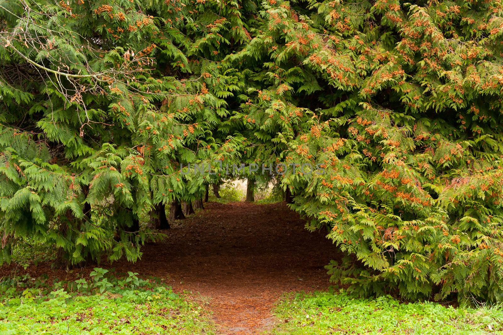 Arch footpath between coniferous trees by galdzer