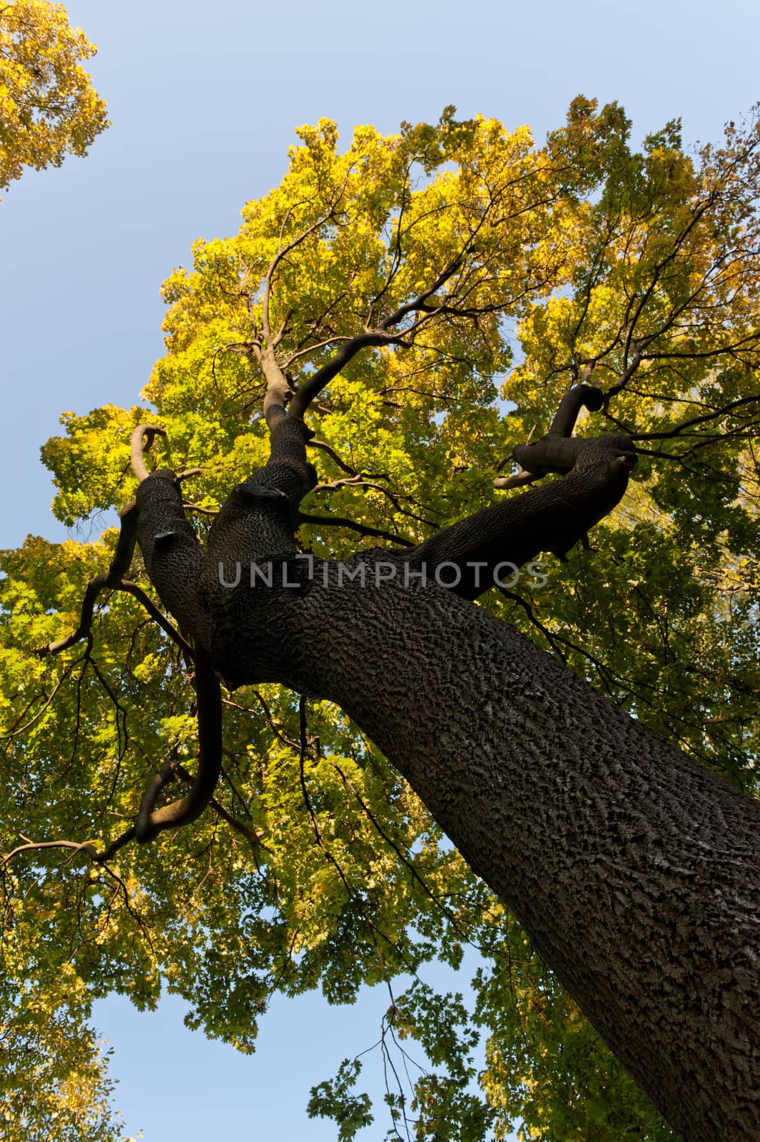 Greater autumn trees. The bottom view. The Lvov park