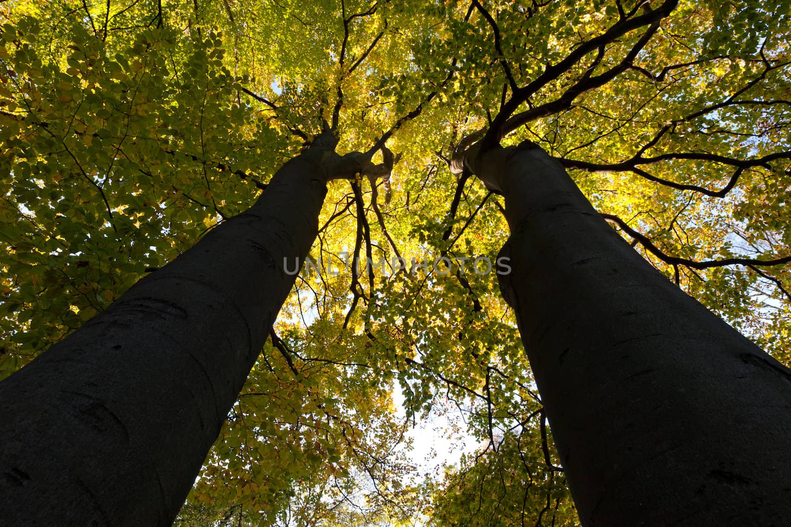 Greater autumn trees by galdzer