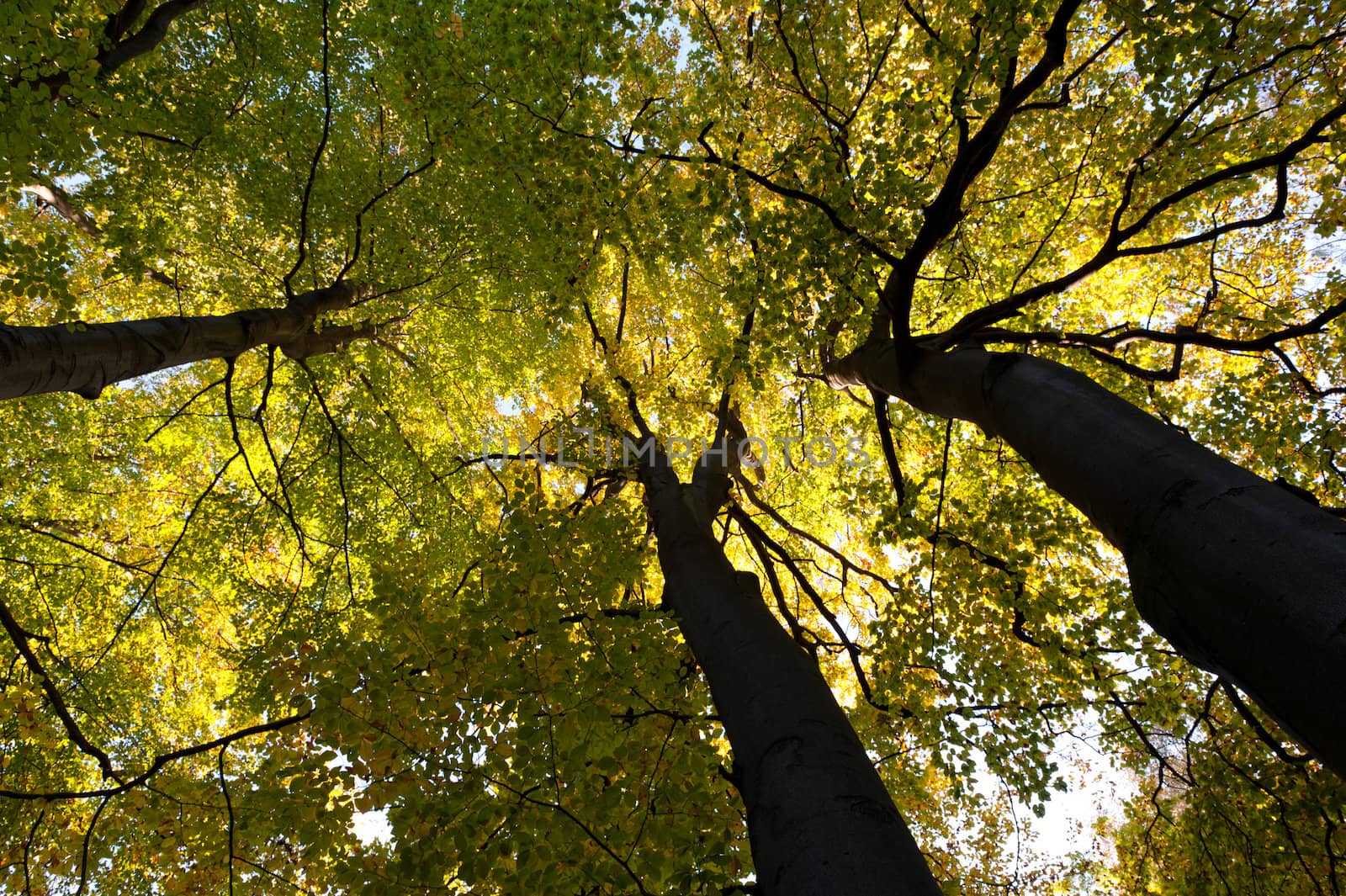 Greater autumn trees. The bottom view. The Lvov park