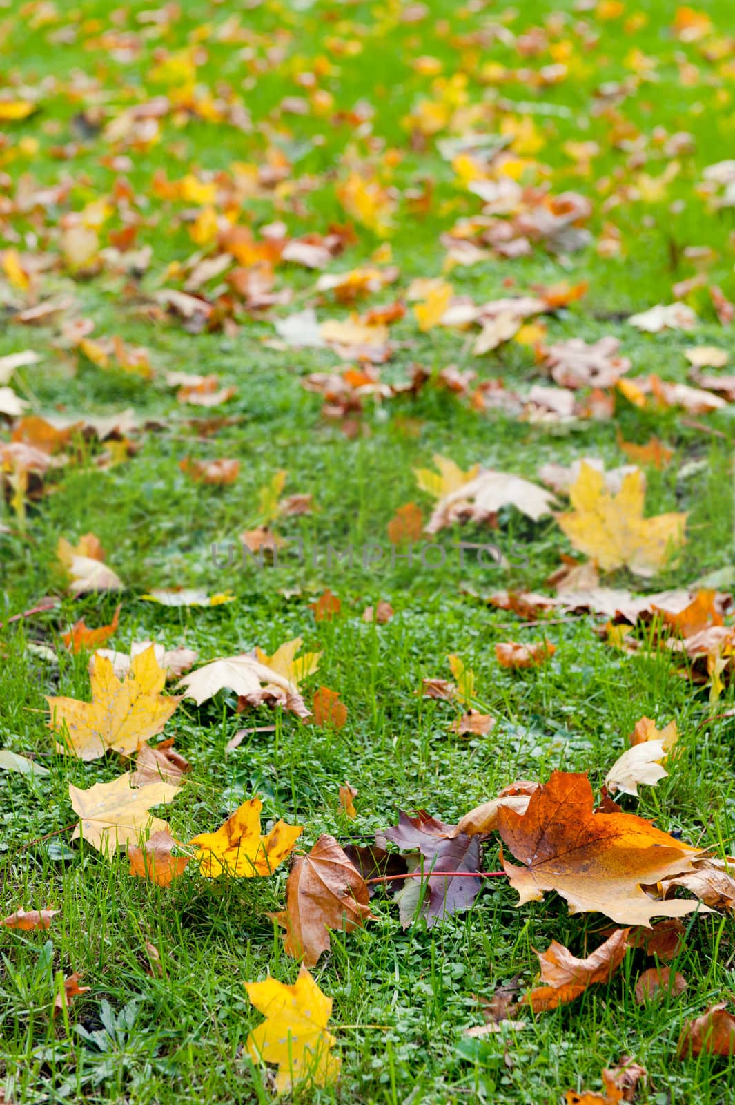 Autumn leaf in a green grass. The Lvov park