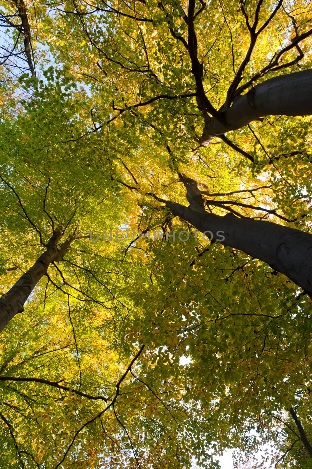 Greater autumn trees by galdzer