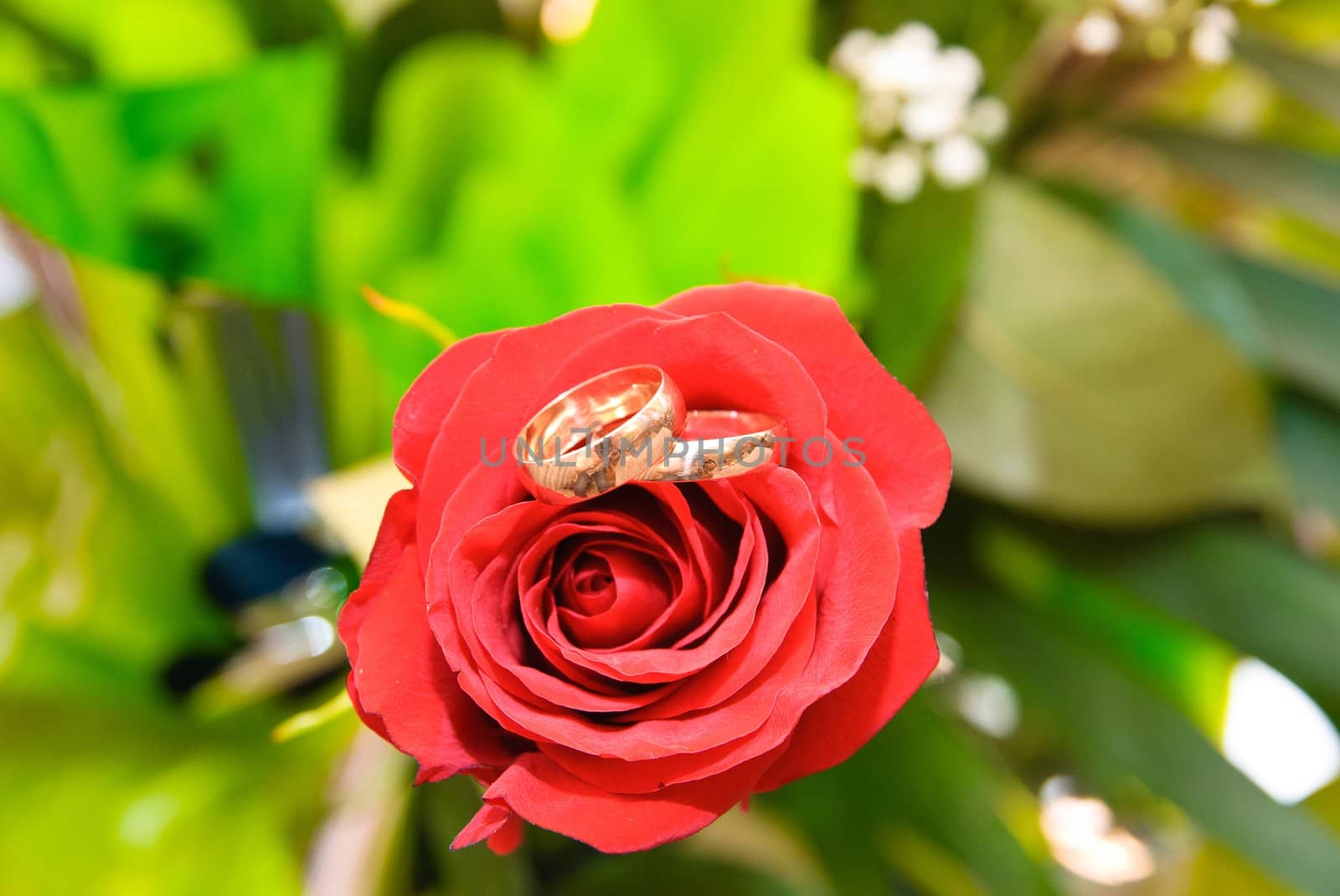 Wedding rings on a red rose