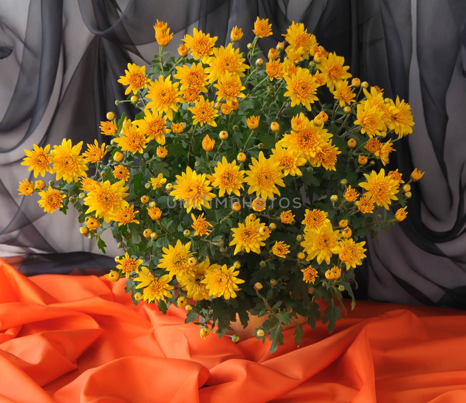 Chrysanthemum in pot by Apolonia