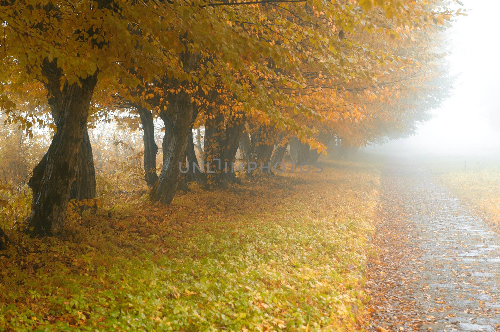 alleyway in foggy park. Autumn, rainy weather