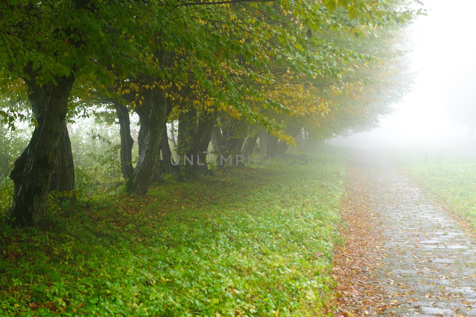 alleyway in foggy park. Autumn, rainy weather