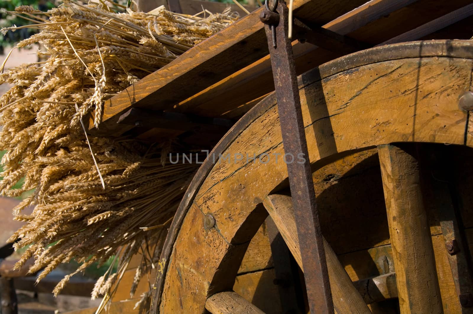 Wheat on a wagon made of wood