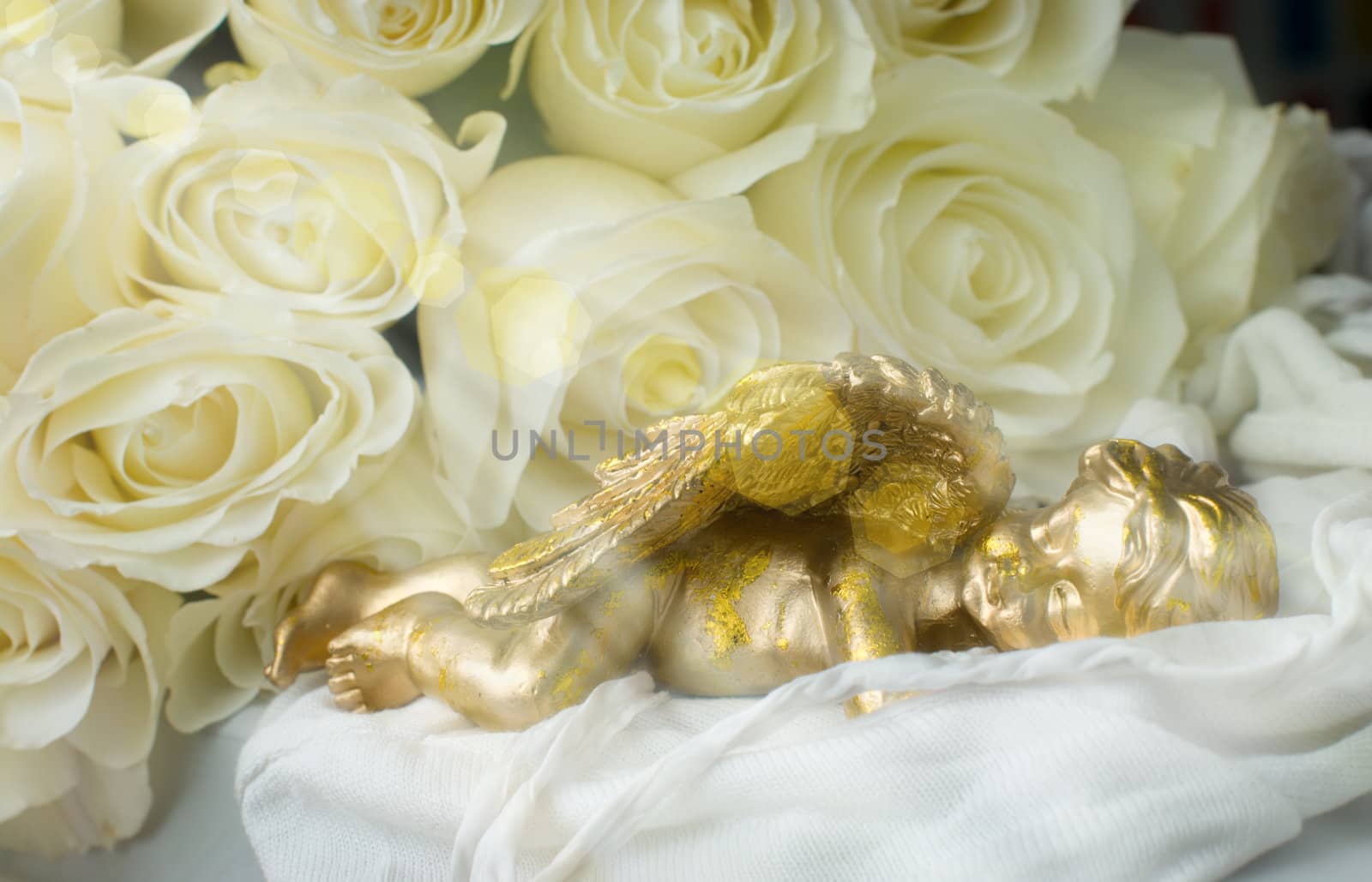 Sleeping angel on a background of white roses