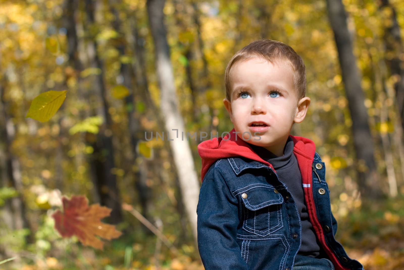 Cute boy and falling leaves in a forest