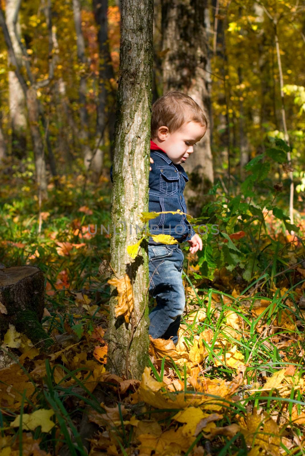 Cute boy and autumn in a forest