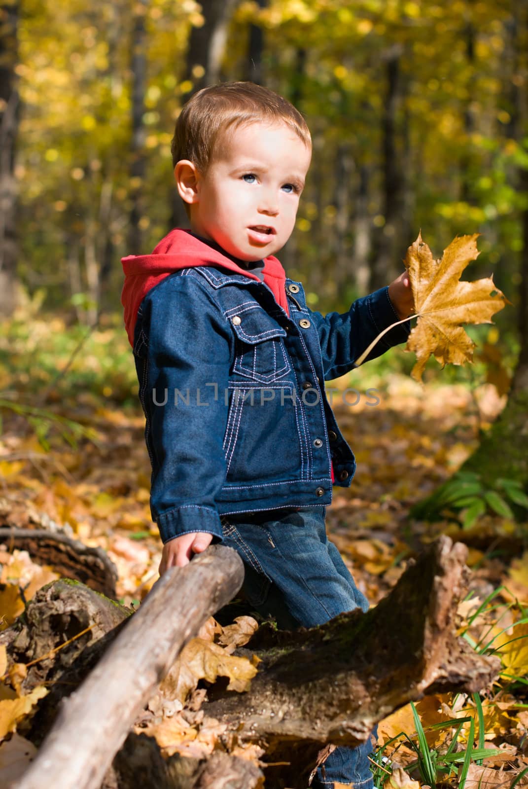 Cute boy and falling leaves in a forest