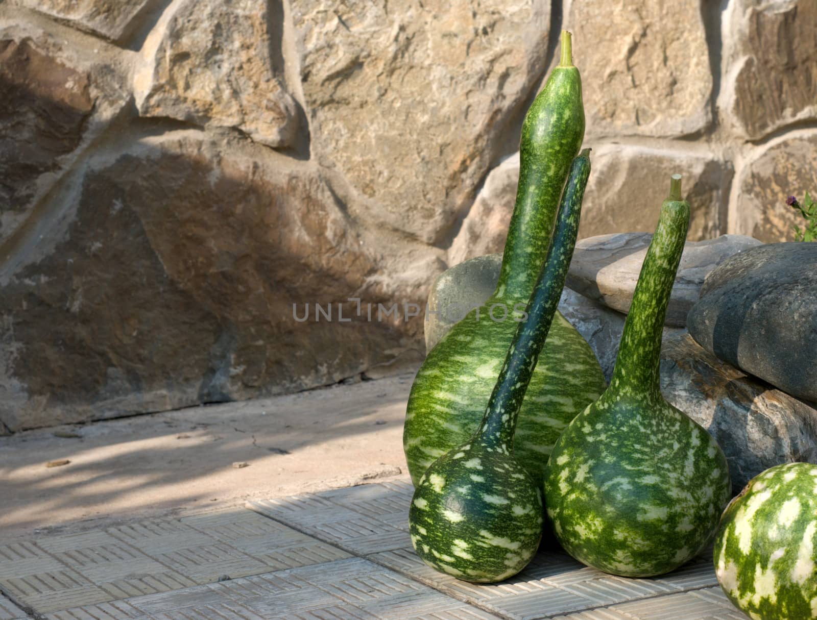 Green pumpkins in the form of a vase