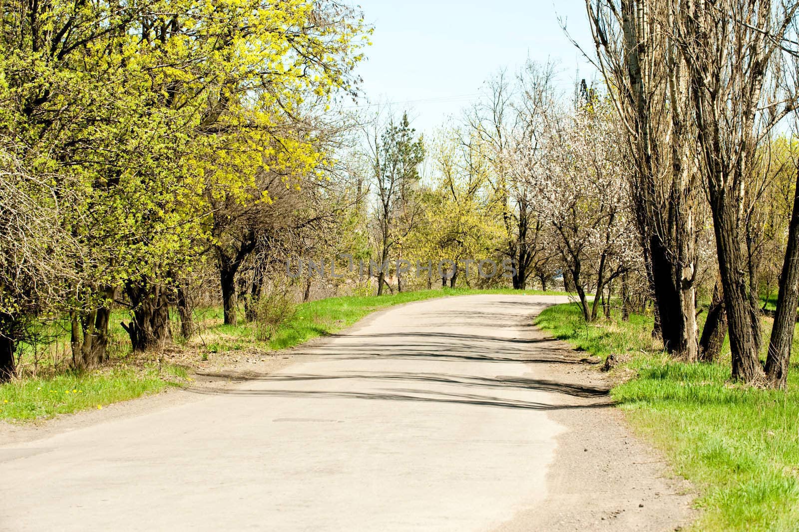 Road in forest. Day time time of day, green plantings